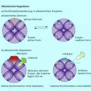 Allosteriosche Regulation - Selektivität durch Konformation des Enzyms 