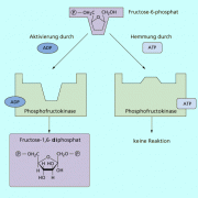 Phosphofructokinase regelt den Glucoseabbau. 