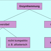Einteilung der verschiedenen Mechanismen der Enzymregulation 