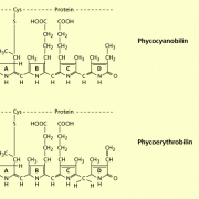 Phycobiliproteide b 