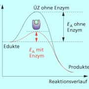 Energetischer Verlauf einer Enzymreaktion: Mittels der Saccharase (Enzym) wird Saccharose und Wasser in sekundenschnelle zu Glucose und Fructose hydrolysiert. 