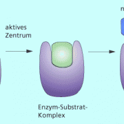 Das Schlüssel-Schloss-Prinzip bedingt die Substratspezifität von Enzymen. 