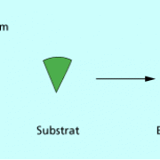 Dynamisches Induced-Fit-Modell zur Erkennung des Substrats durch das Enzym 