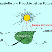 Bei der Fotosynthese spielt das Magnesium enthaltende Chlorophyll die entscheidende Rolle. 