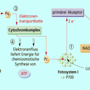nichtzyklischer Elektronentransport 