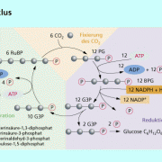 Schema des Calvin-Zyklus 