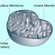 Bau der Mitochondrienmembranen 