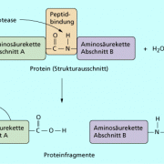 Proteasen spalten Proteine. Diese sind in tierischen Eiweißen vorhanden. 