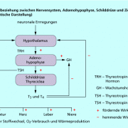 Schematische Darstellung der Beziehungen zwischen Schilddrüse und anderen Hormondrüsen 