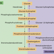 Gluconeogenese 