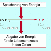 ATP – Energieträger der Zelle 