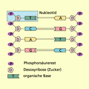 Watson-Crick-Modell der DNA 