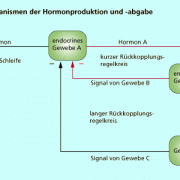 Rückkopplungsmechanismen der Hormonproduktion und -abgabe 