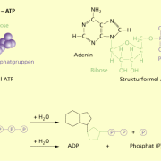 ATP - Struktur und Hydrolyse 