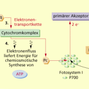 Nichtzyklischer Elektronentransport 