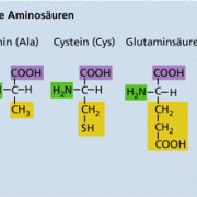 Einige Beispiele für Aminosäuren 