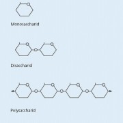 Einteilung der Kohlenhydrate nach der Anzahl der Monosaccharid-Bausteine 