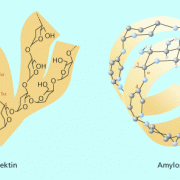 Amylose und Amylopektin sind die Bausteine der natürlichen Stärke. 