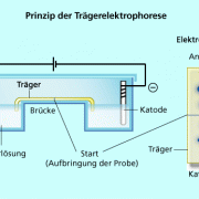 Prinzip der Trägerelektrophorese 