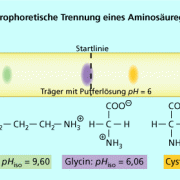 Elektrophoretische Trennung eines Aminosäuregemisches 