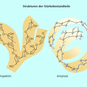 Struktur der Stärkebestandteile Amylopektin und Amylose 