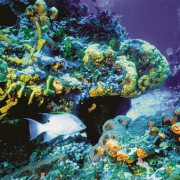 Korallen und Schnecken bauen auch heute noch ihre Stöcke bzw. Gehäuse aus Kalkstein. 