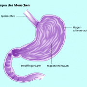 Magen des Menschen 