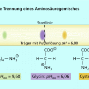 Grundprinzip der Trennung von Aminosäuren mittels Elektrophorese 