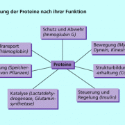 Eiweiße (Proteine) können nach ihrer Funktion im Organismus in verschiedene Gruppen unterteilt werden. 