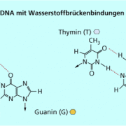 Zwischen Cytosin und Guanin werden drei, zwischen Thymin und Adenin dagegen nur zwei (rot markierte) Wasserstoffbrückenbindungen ausgebildet. 