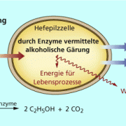 Unter anaeroben Bedingungen gewinnen Hefezellen durch alkoholische Gärung Energie. 
