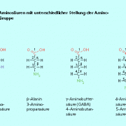 Bei Aminosäuren kann die Stellung der Aminogruppe unterschiedlich sein. Danach werden sie zunächst eingeteilt. 