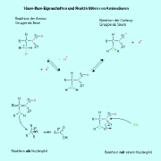 Die Amino-Gruppe ist basich, die Carboxy-Gruppe sauer. Aminosäuren sind also Ampholyte und reagieren sowohl mit Säuren als auch mit Basen. Auch bei Substitutionsreaktionen zeigt sich der bifunktionelle Charakter. 