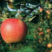Ethen - ein gasförmiges Alken - entsteht u.a. auch in Früchten und fördert deren Reifung. 