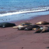 Die Galapagos-Seelöwen sonnen sich an Stränden und flachen Lavaküsten.
