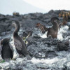 Der Flugunfähige Kormoran breitet seine Stummelflügel zum Trocknen aus.