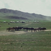 Jurtenlager und Pferdekoppel im Nordosten des Mongolischen Beckens