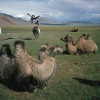 Jurten mit Trampeltieren und Jagd-Falkner zu Pferde in der nordwestlichen Gobi, Mongolei