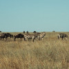 Weißbart-Gnus und Steppen-Zebras grasen in der endlosen Grassavanne der Serengeti.