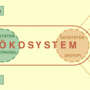 Struktur von Ökosystemen 
