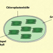Aufbau eines Chloroplasten 