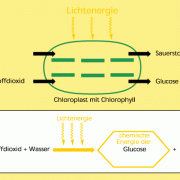 Stoff- und Energieumwandlungen während der Fotosynthese 