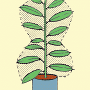 Wachstum einer tropischen Zimmerpflanze zu unterschiedlichen Jahreszeiten 