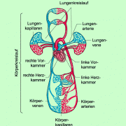 Blutgefäßsystem des Menschen: Alle Blutgefäße bilden ein geschlossenes Röhrensystem. In ihm bewegt sich, angetrieben vom Herzen, das Blut und erreicht alle Organe. 