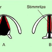 Stimmbänder und Stimmritze des Menschen beim Atmen und beim Sprechen 