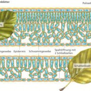 Die Ausbildung von Licht- und Schattenblättern ist eine Anpassung an den Lichtfaktor. 
