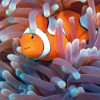 Symbiose zwischen Clownfischen und Seeanemone 