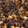 Waben mit Honigbienen 