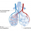 Die Lungenbläschen sind mit einem Netz von haarfeinen Blutgefäßen (Kapillaren) umsponnen. 